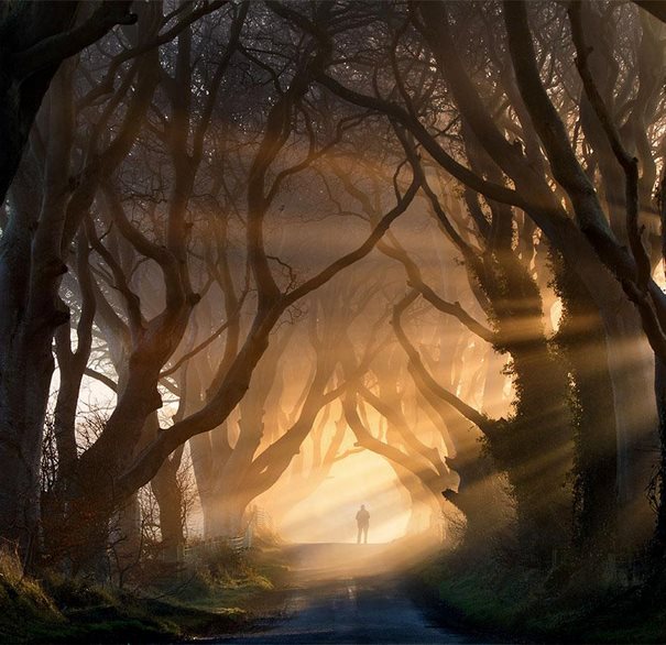 Μαγικά τοπία: Τα 24 φυσικά ωραιότερα τούνελ από δέντρα στον κόσμο ...