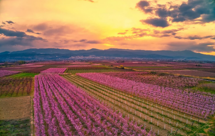 Ημαθία: Πανέμορφες εικόνες με το ροζ τοπίο με τις ανθισμένες ροδακινιές