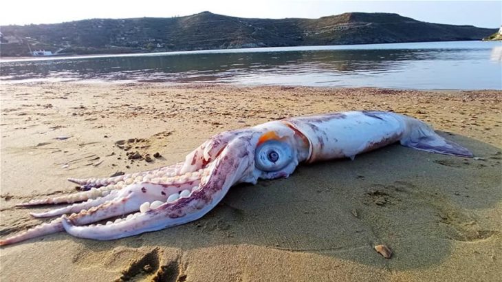 Κέα: Ξεβράστηκε γιγαντιαίο θράψαλο στην παραλία Οτζιά