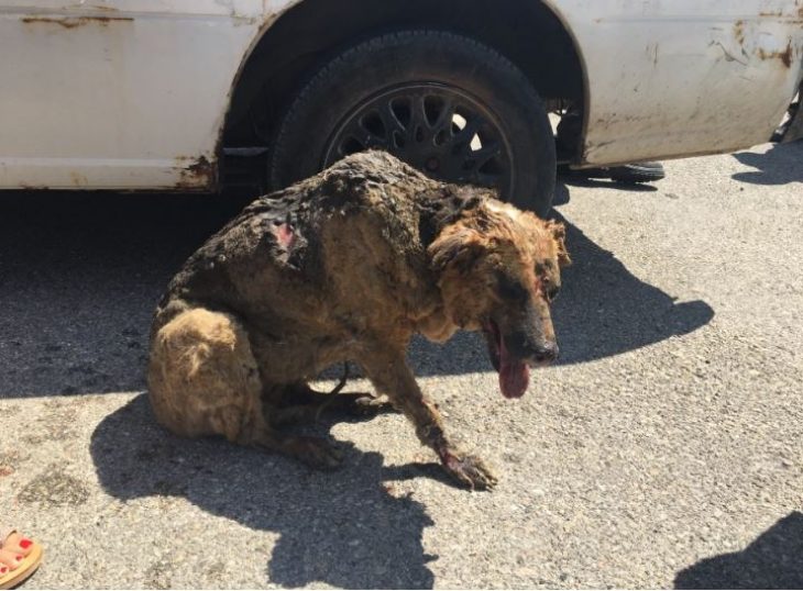 Φωτιά στα Βίλια: Οι συγκινητικές φωτογραφίες με τον σκύλο που σώθηκε
