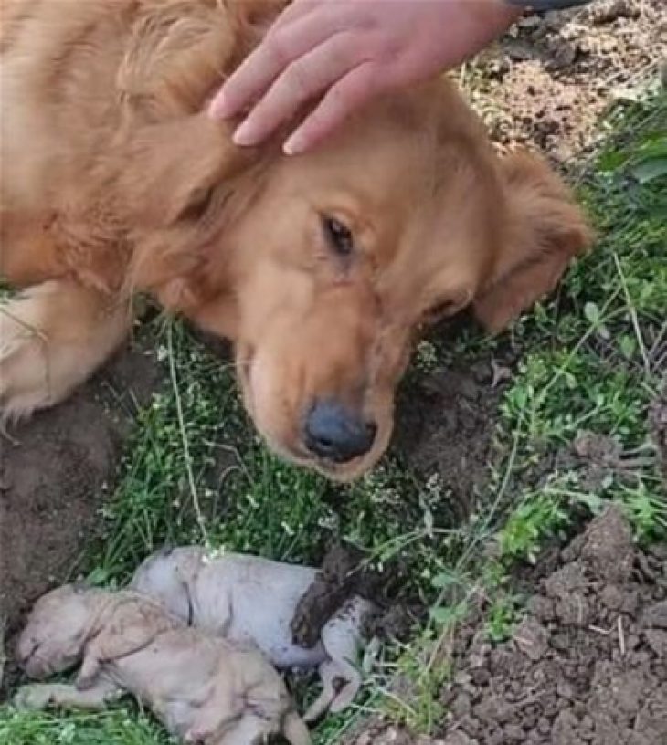 Σκυλίτσα έχασε στη γέννα τα μικρά της και σκάβει συντετριμμένη τον τάφο τους – Αρνείται να τα αποχωριστεί