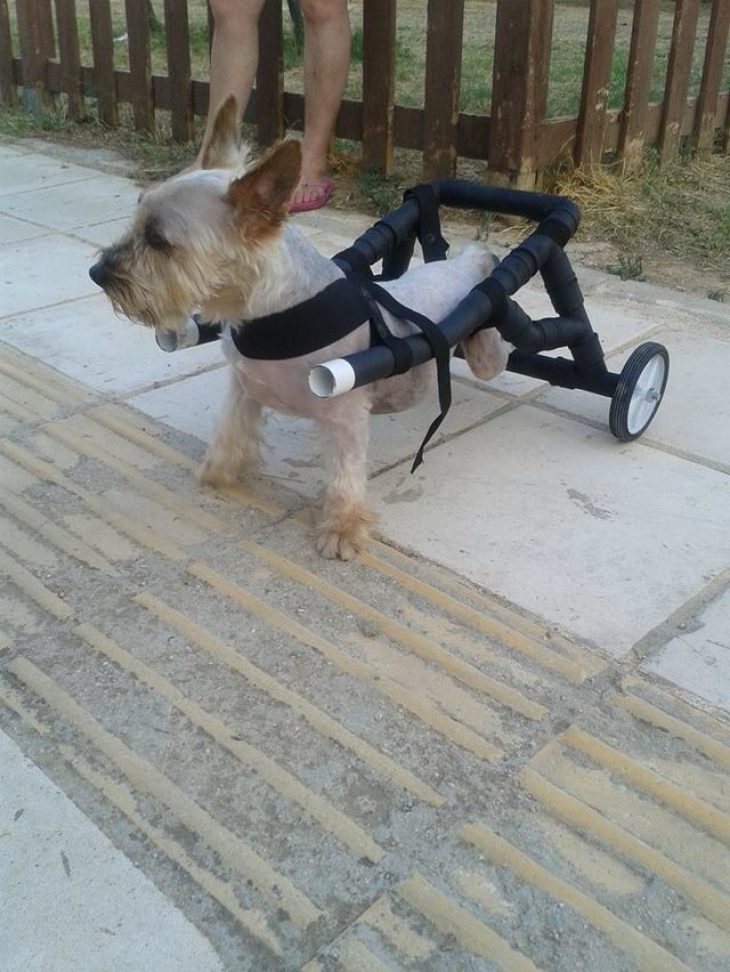 Βασίλης Τζιγκούρας: Ο Έλληνας υδραυλικός που βοηθάει τα ανάπηρα σκυλάκια να ξαναπερπατήσουν