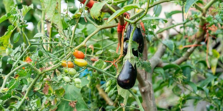 Σολανόδεντρο: Το μοναδικό δέντρο στο οποίο φυτρώνουν ταυτόχρονα ντομάτες, μελιτζάνες και πιπεριές