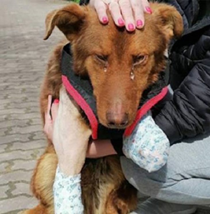 Σκύλος χωρίς μπροστινά πόδια: Προκαλεί συγκίνηση όταν κλαίει μόλις νιώθει αγάπη και φροντίδα