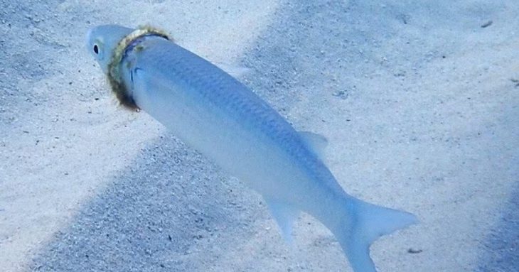 Απίστευτο περιστατικό: Χάθηκε η βέρα του σε βουτιά και μετά από μήνες βρήκε ψάρι να τη φοράει