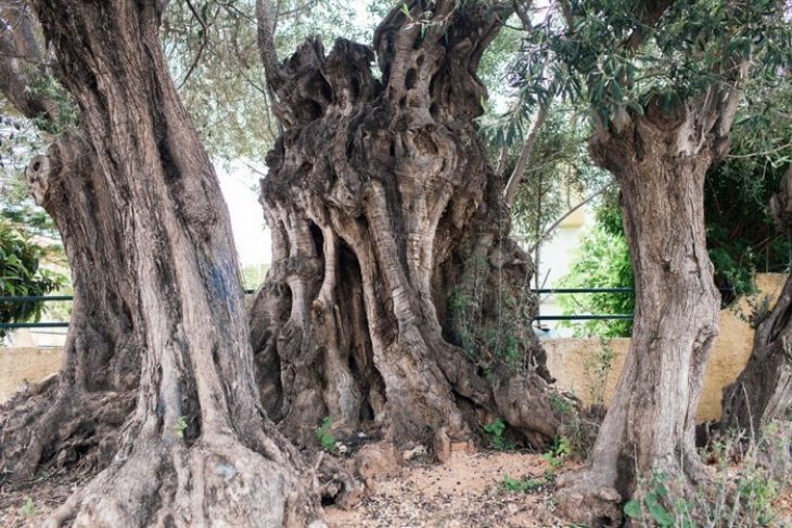 Το δέντρο 2500 ετών στη Σαλαμίνα που έζησε τη μεγάλη Ναυμαχία του 480 π.χ. – Ονομάζεται και «Ελιά της Όρσας»