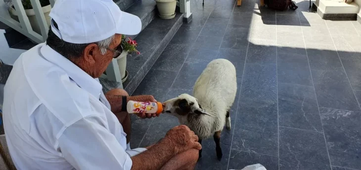 Το πρόβατο της Μήλου – Η Ελπίδα, το πρόβατο που πάει σούπερ μάρκετ, «πίνει» καφέ και έχει γίνει η ατραξιόν του νησιού
