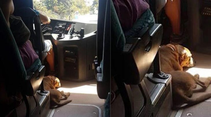 Άνθρωπος με Α κεφαλαίο: Οδηγός KTΕΛ παίρνει μαζί του αδέσποτο σκύλο για να μην υποφέρει από τον καύσωνα