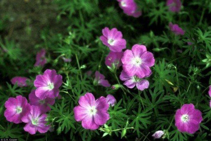 Δέκα φυτά για να απωθήσετε φυσικά τα κουνούπια και να κοιμάστε ήσυχοι όλο το καλοκαίρι