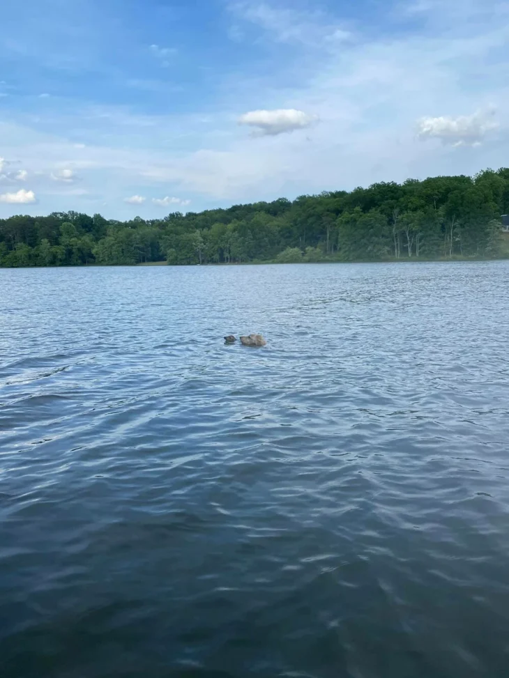 Σκύλος δίνει μαθήματα ζωής: Βουτάει στο νερό, σώζει ελαφάκι που πνίγεται και δεν φεύγει στιγμή από δίπλα του